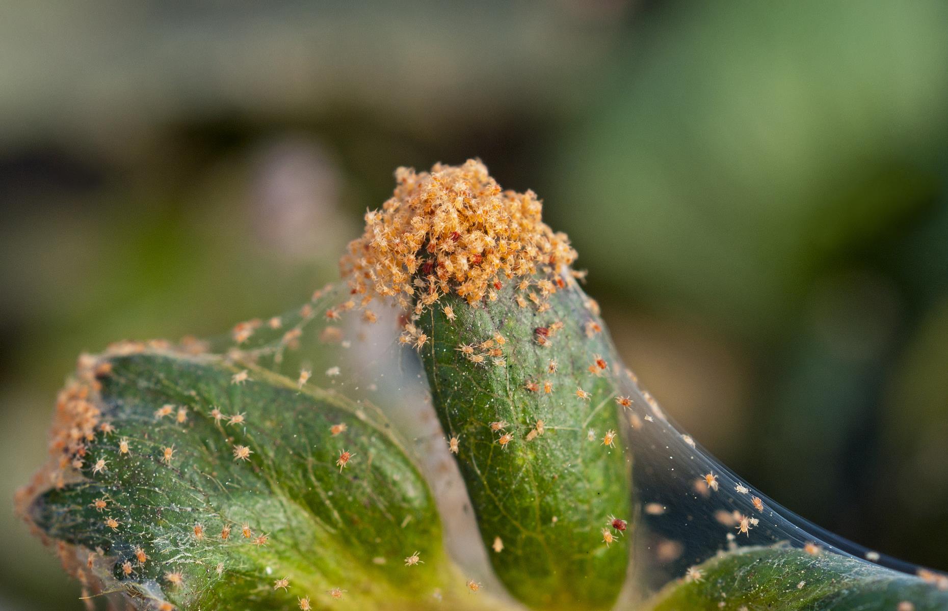 Glasshouse red spider mite